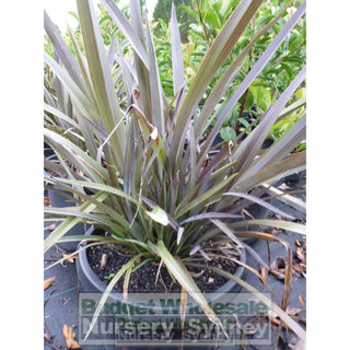 New Zealand Flax Purple 300Mm Pot. Phormium Tennax Purpurea Full Sun Or Part Shade. Drought Tolerant