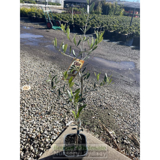 Olea Europa Frantoio (Olive) 200Mm Default Type