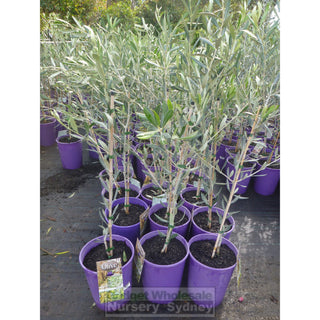 Olea Europa Frantoio (Olive) 200Mm Default Type