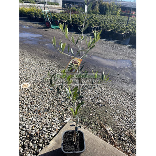Olea Europa Frantoio (Olive) 200Mm Default Type