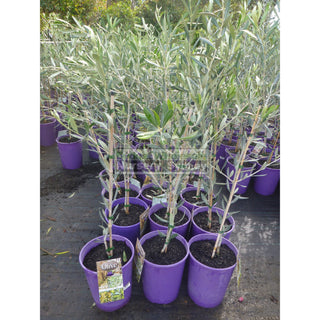 Olea Europa Frantoio (Olive) 200Mm Default Type