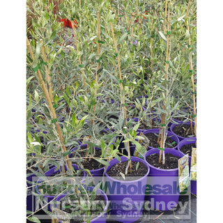 Olea Europa Nevadillo Blanco (Olive) 200Mm Default Type