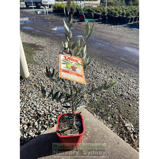 Olea Europa Picual (Olive) 200Mm Early Fruiting Default Type