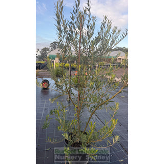 Olea europa Swan Hill 400mm / 45L (Olive Tree Non Fruiting) - Default type