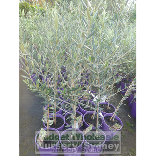 Olea Europa Swan Hill (Olive Tree Non Fruiting) 200Mm Default Type
