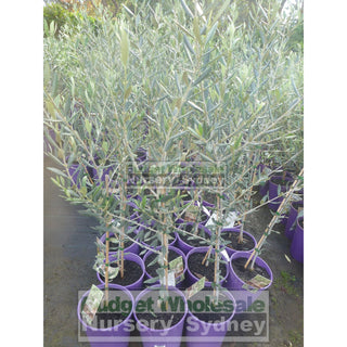 Olea Europa Swan Hill (Olive Tree Non Fruiting) 200Mm Default Type