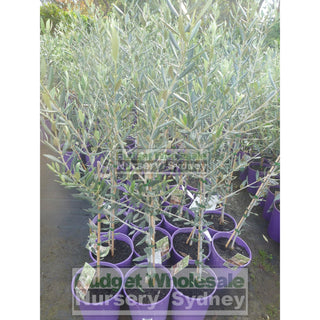 Olea Europa Swan Hill (Olive Tree Non Fruiting) 200Mm Default Type