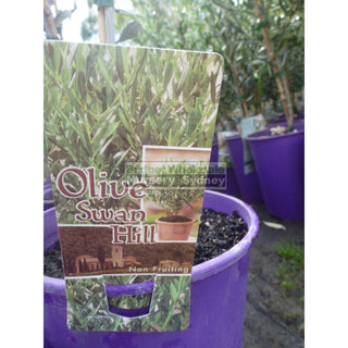 Olea Europa Swan Hill (Olive Tree Non Fruiting) 200Mm Default Type