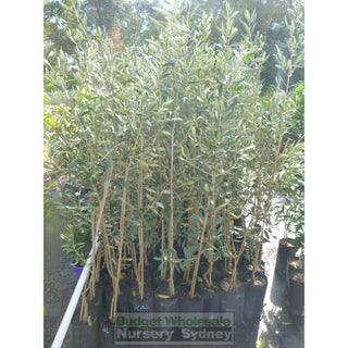 Olea Kalamata (Olive - Grafted) 200Mm Default Type