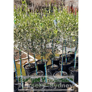 Olive Helena 250Mm Standards Default Type