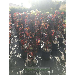 Ornamental Grape Xlarge 300Mm Pot Botanical Name: Vitis Vinifera Default Type