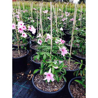 Pandorea Bower Of Beauty. 200Mm Pots Default Type