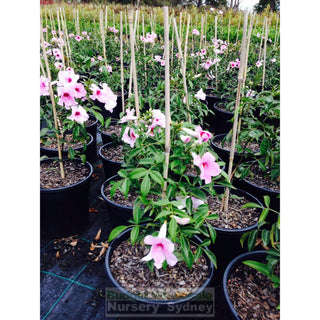 Pandorea Bower Of Beauty. 200Mm Pots Default Type