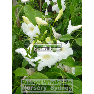 Pandorea Lady Di 200Mm Pot Plants
