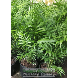 Parlour Palm Large 200Mm Pot. Chamaedorea Elegans. Plant Height (From Top Of Pot): 300Mm Default