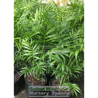 Parlour Palm Large 200Mm Pot. Chamaedorea Elegans. Plant Height (From Top Of Pot): 300Mm Default