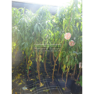 Peach Tree Dwarf White Gold 4Ltr Default Type