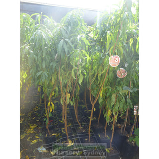 Peach Tree Dwarf White Gold 4Ltr Default Type