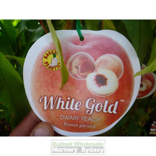 Peach Tree Dwarf White Gold 4Ltr Default Type