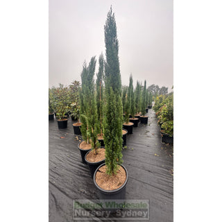 Pencil Pine Extra Large 500Mm Pot / 75Lt Bag Cupressus Sempervirens Glauca Default Type