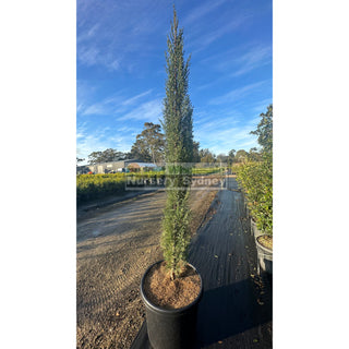 Pencil Pine Extra Large 500Mm Pot / 75Lt Bag Cupressus Sempervirens Glauca Default Type