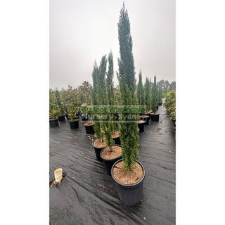 Pencil Pine Extra Large 500Mm Pot / 75Lt Bag Cupressus Sempervirens Glauca Default Type