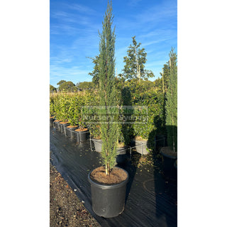 Pencil Pine Extra Large 500Mm Pot / 75Lt Bag Cupressus Sempervirens Glauca Default Type