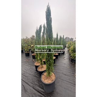 Pencil Pine Extra Large 500Mm Pot / 75Lt Bag Cupressus Sempervirens Glauca Default Type