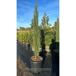 Pencil Pine Extra Large 500Mm Pot / 75Lt Bag Cupressus Sempervirens Glauca Default Type