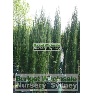Pencil Pine Xlarge 45Lt Bag Cupressus Sempervirens Glauca Default Type