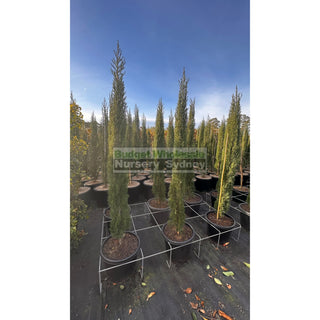 Pencil Pine Xlarge 45Lt Bag Cupressus Sempervirens Glauca Default Type