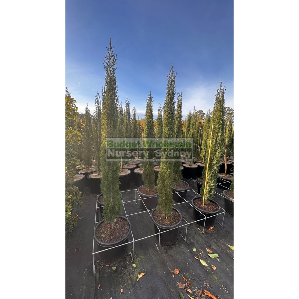 Pencil Pine XLarge 45Lt Bag Cupressus sempervirens 'glauca' Budget