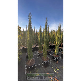Pencil Pine Xlarge 45Lt Bag Cupressus Sempervirens Glauca Default Type