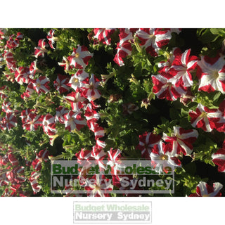 Petunia Frost Fire/ultra Red Star 125Mm Pots In Flower Plants