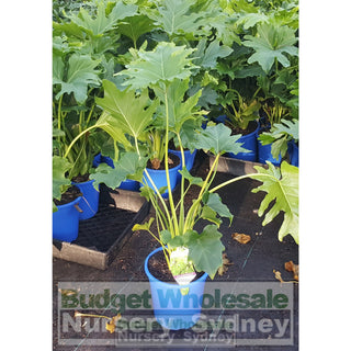 Philodendron Hope 175Mm Pot Plants