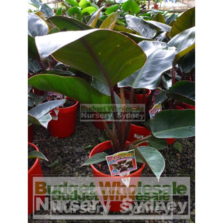 Copy Of Philodendron Rojo Congo 200Mm Pots Plants