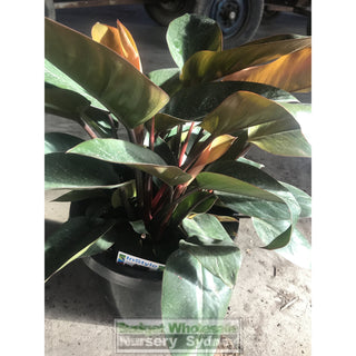 Copy Of Philodendron Rojo Congo 200Mm Pots Plants