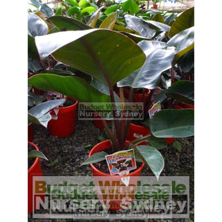 Copy Of Philodendron Rojo Congo 200Mm Pots Plants