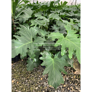Philodendron Selloum 200Mm Pots. Tree Philodendron Plants