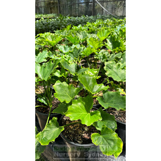 Philodendron Selloum 200Mm Pots. Tree Philodendron Plants