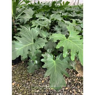 Philodendron Selloum 200Mm Pots. Tree Philodendron Plants