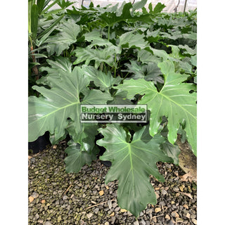 Philodendron Selloum 200Mm Pots. Tree Philodendron Plants