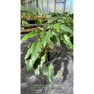 Philodendron Xanadu 140Mm Pots Small Plants