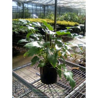Philodendron Xanadu 200Mm Pots. Plants