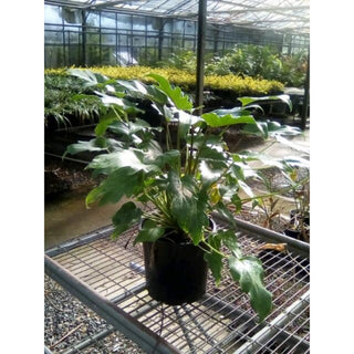 Philodendron Xanadu 200Mm Pots. Plants