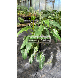 Philodendron Xanadu 140Mm Pots Small Plants