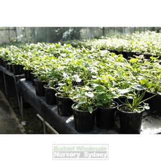 Philodendron Xanadu 200Mm Pots. Plants