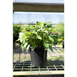 buy philodendron xanadu sydney Philodendron xanadu 200mm Pots. – BUDGET WHOLESALE NURSERY SYDNEY