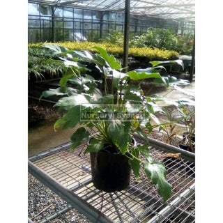 Philodendron Xanadu 200Mm Pots. Plants