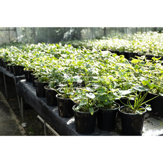 Philodendron Xanadu 200Mm Pots. Plants